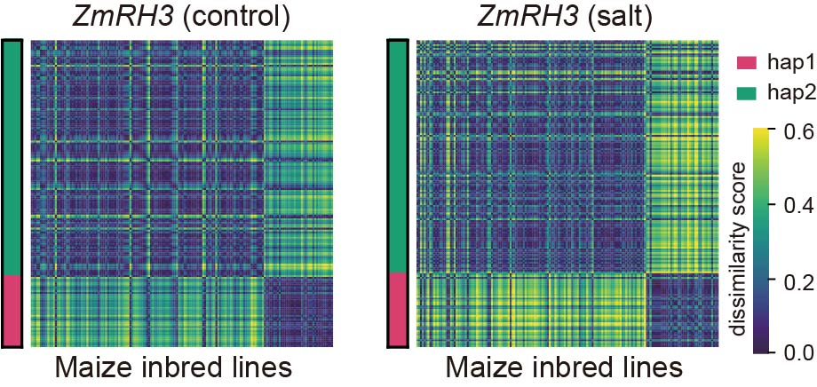 ZmRH3_BC